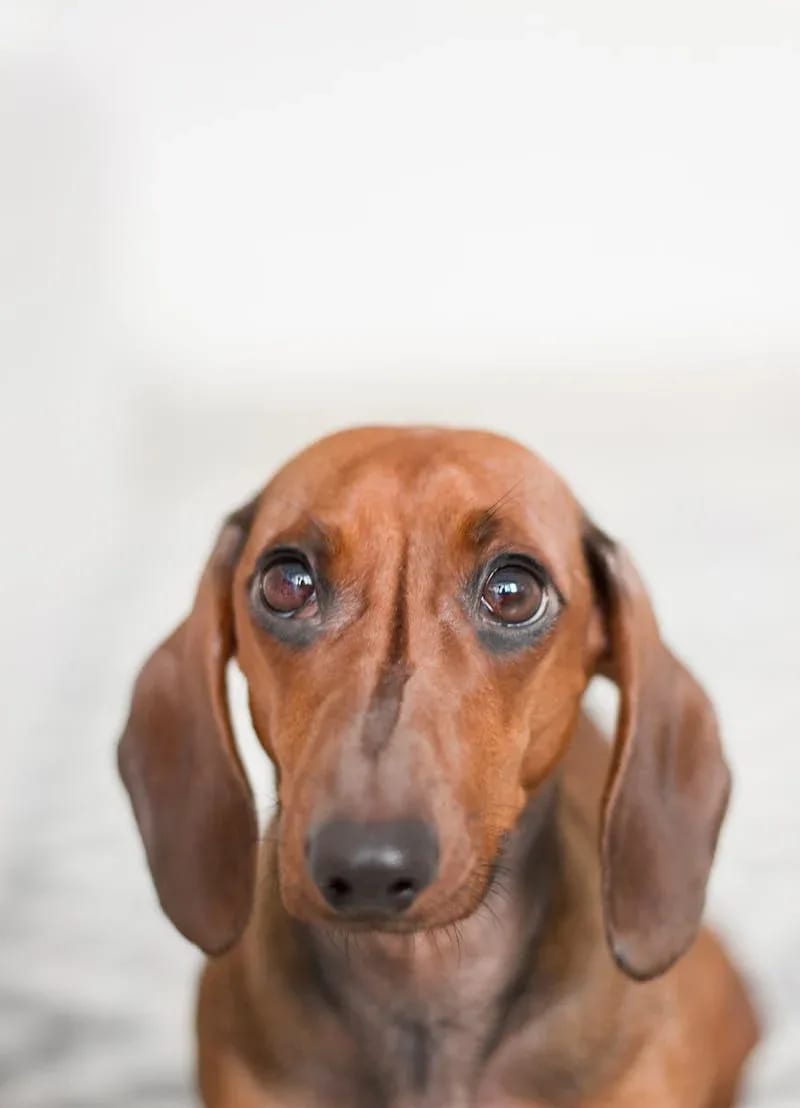 Understanding Dog Anxiety: Recognizing the Signs