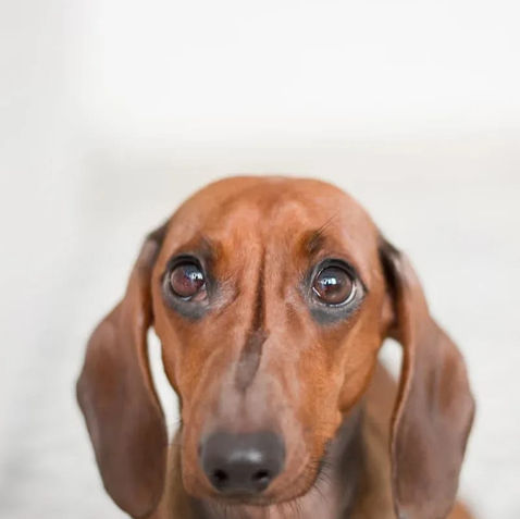 Understanding Dog Anxiety: Recognizing the Signs