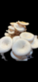 Thumbnail: Shiitake Liquid Culture 10ml Syringes