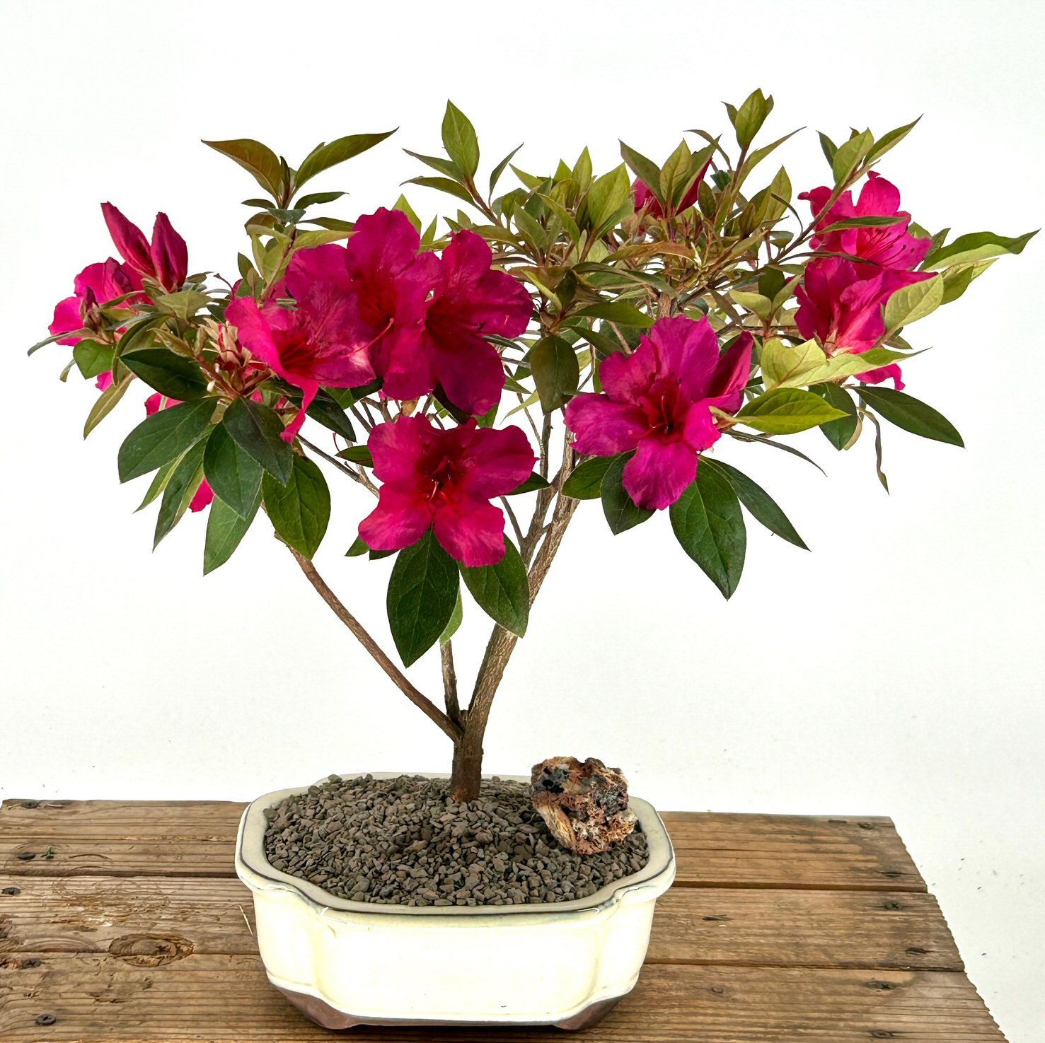 Flowering Tropical Red Formosa Azalea Bonsai Tree
