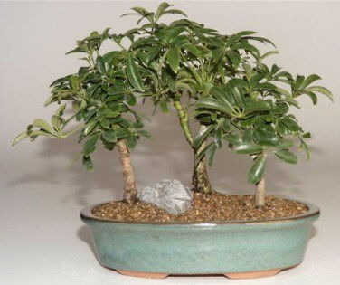 Hawaiian Umbrella Bonsai Tree 3 Tree Forest Group