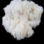 Thumbnail: Medicinal Mushroom Culture 7 Strains