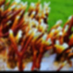 Thumbnail: Medicinal Mushroom Culture 7 Strains