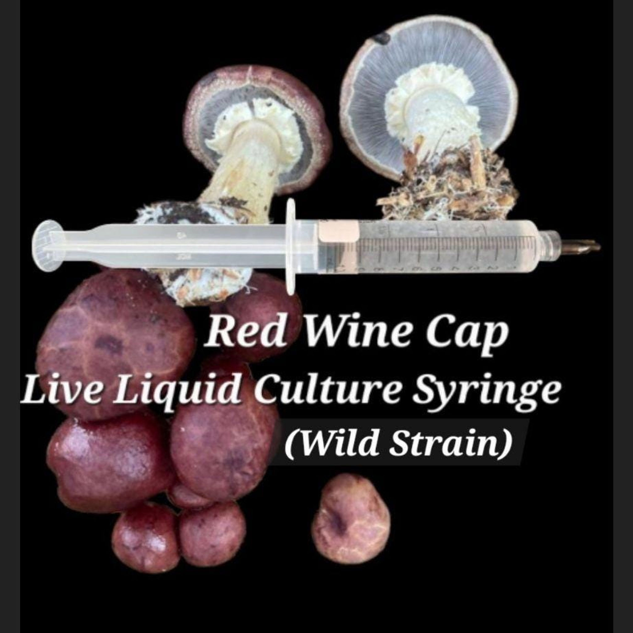 Red Wine Cap Culture Syringe