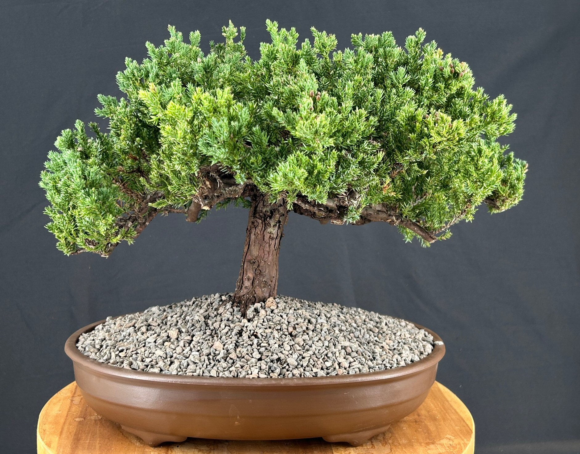 Juniper Bonsai Tree - Trained (juniper procumbens nana)