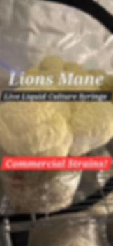Lions Mane Liquid Culture Syringe