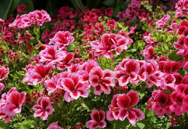 Rose Geranium