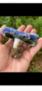 Thumbnail: Indigo Milkcap Liquid Culture Syringe
