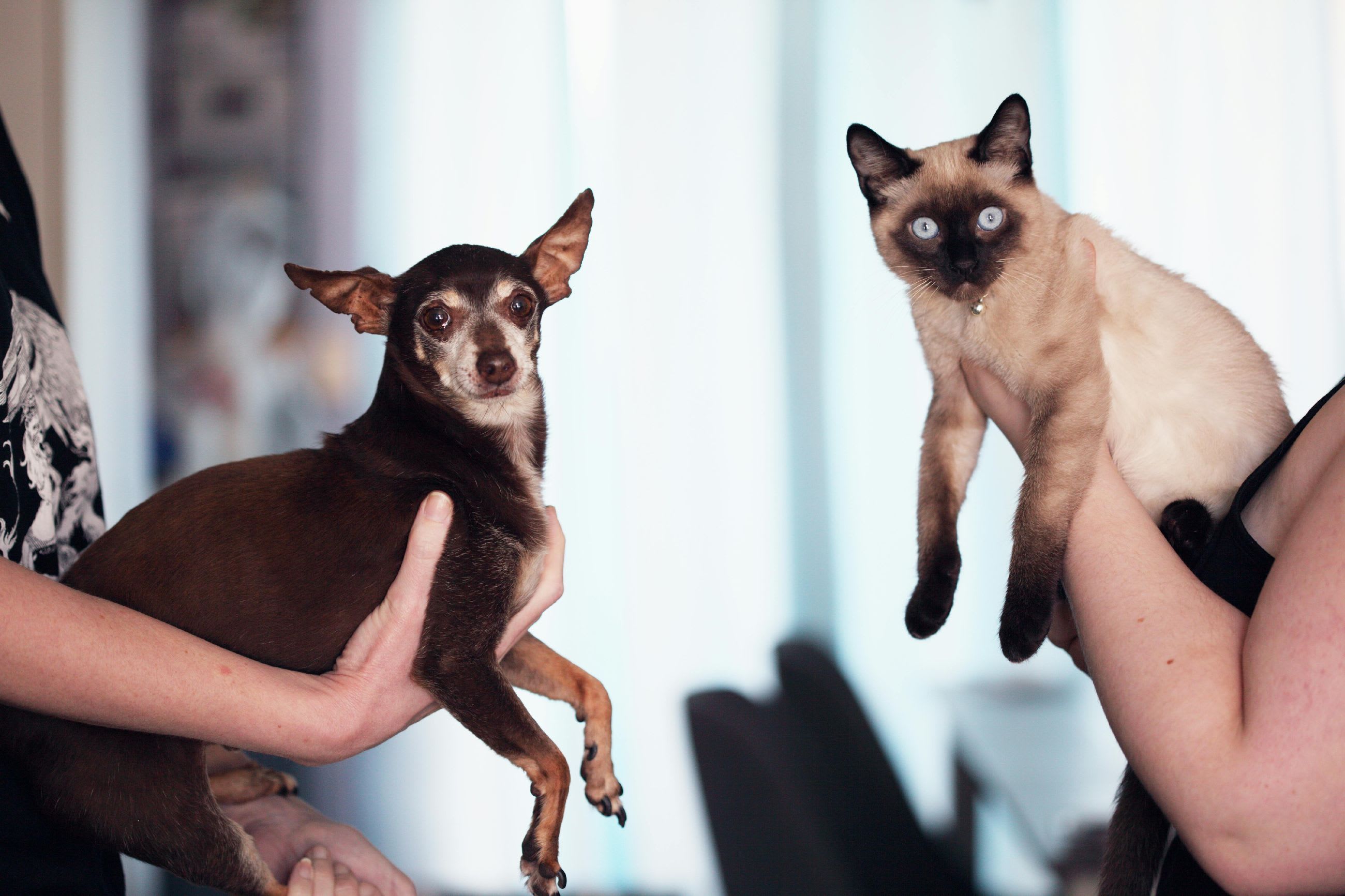 Cat or Dog: Which Pet Would Suit You Best