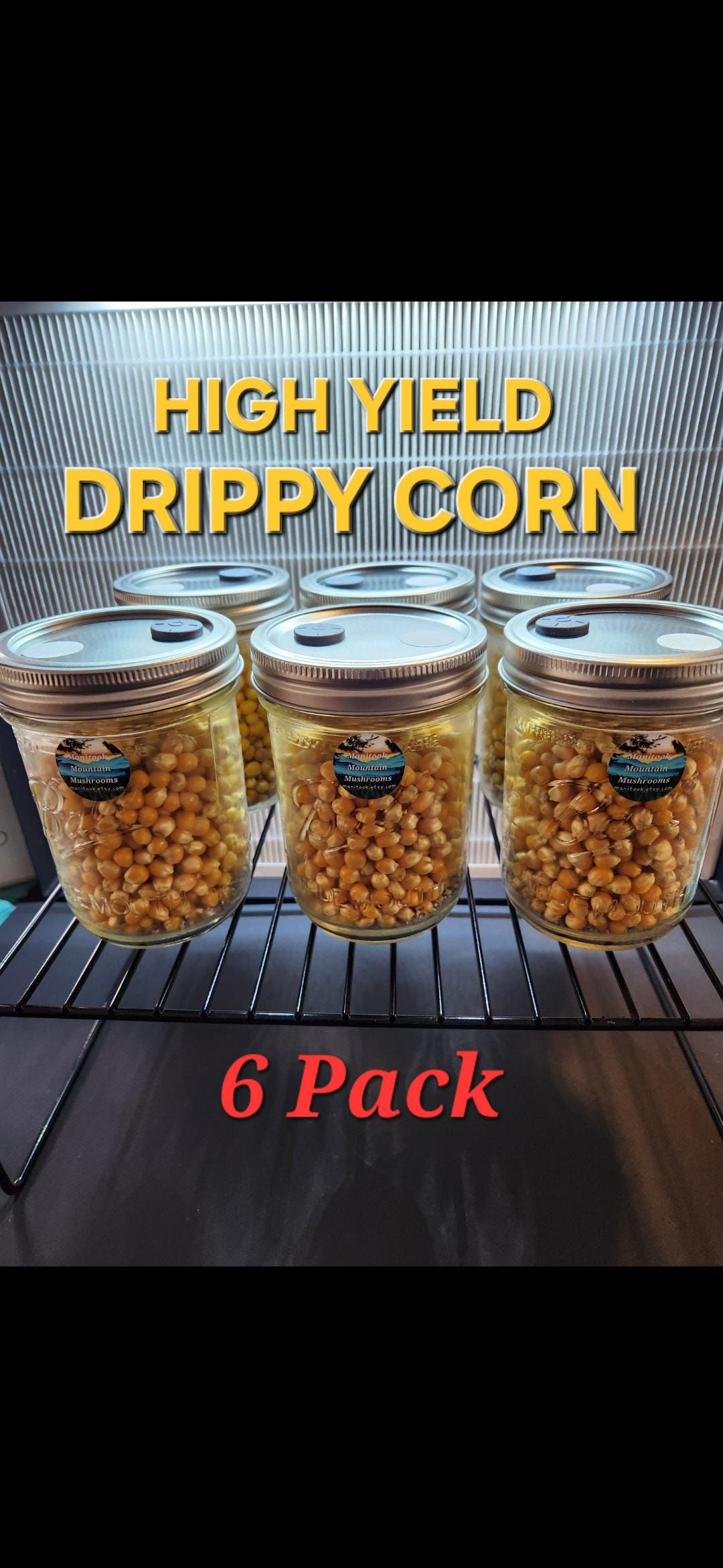 Mushroom Grain Spawn, 6 Jars