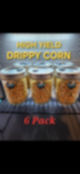 Mushroom Grain Spawn, 6 Jars