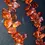 Thumbnail: Vtg Natural Baltic Amber Nugget Necklace 114g