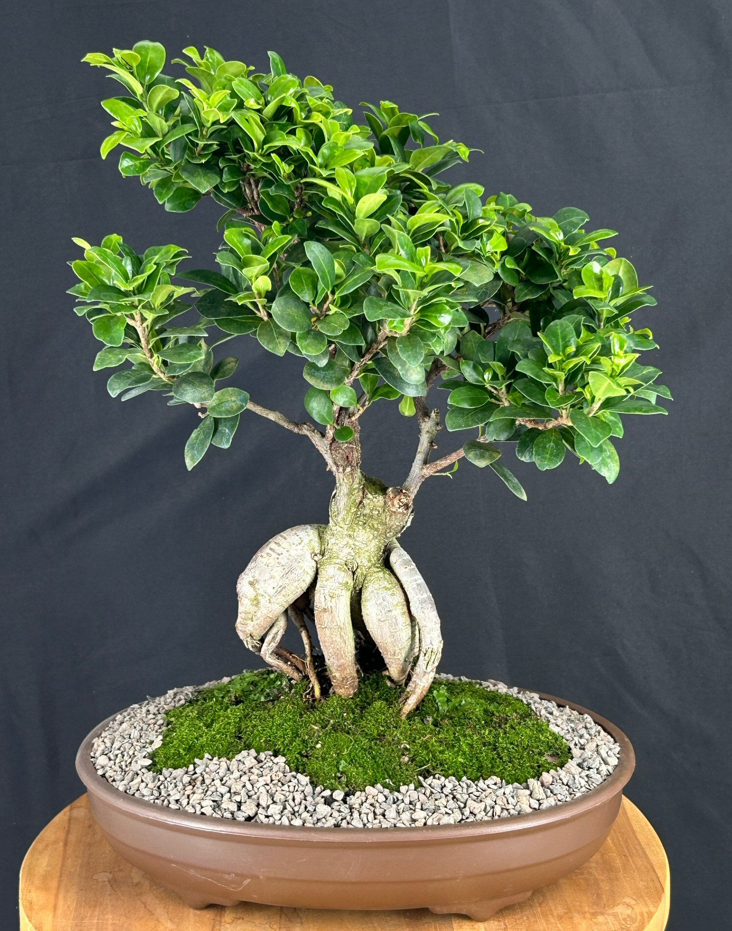 Ginseng Ficus Bonsai Tree (ficus retusa)