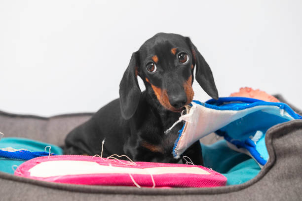 What You Need to Know About Puppy-Proofing Your Home