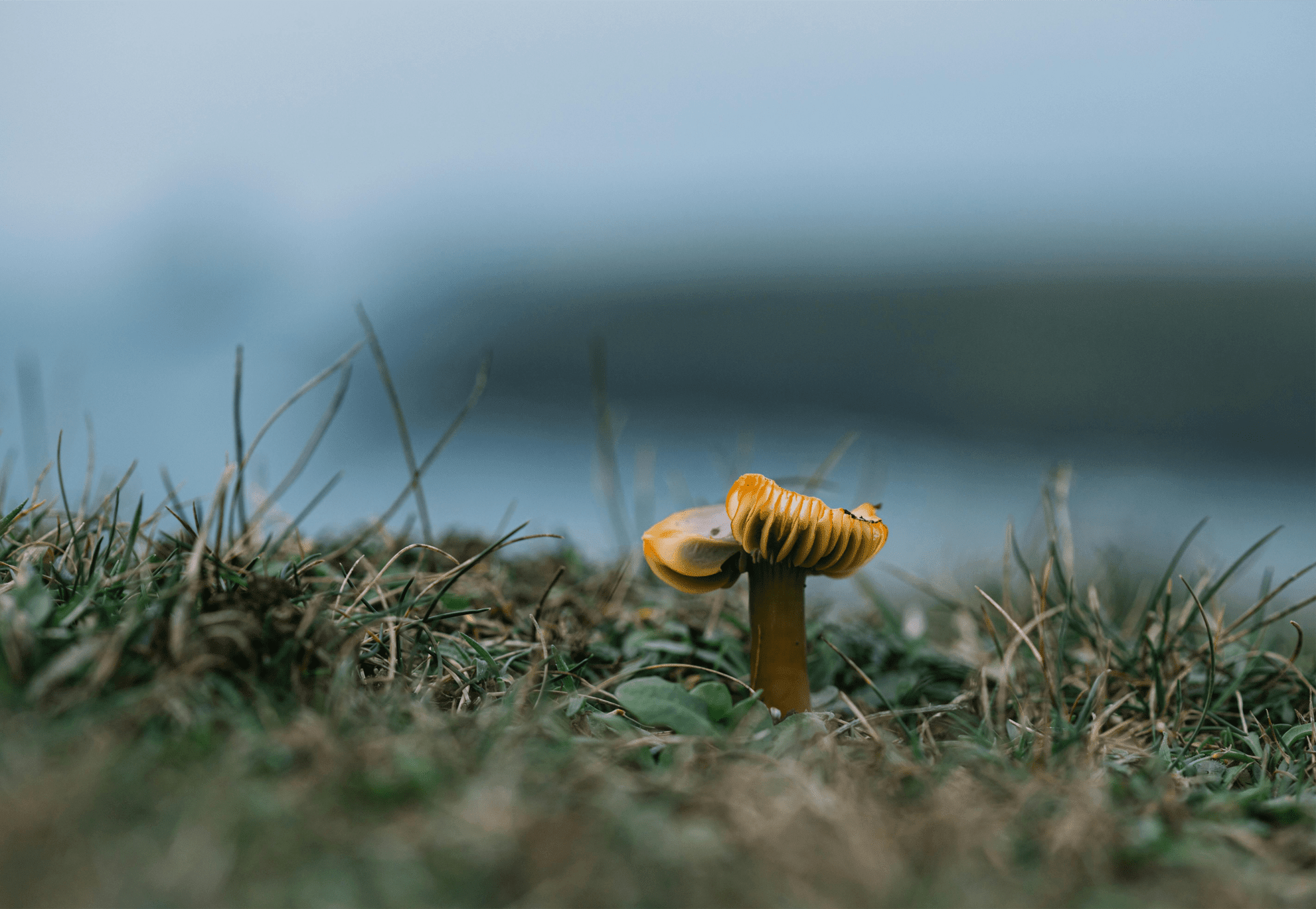 A Day in the Life of a Forager: What to Expect on a Guided Tour
