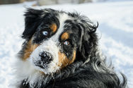 Beautiful dog with blue eyes in the snow