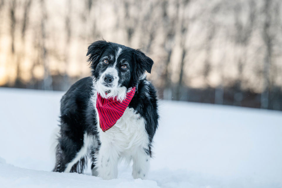 border collie dog in winter landscape