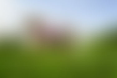 A Trick Riding Cowgirl!