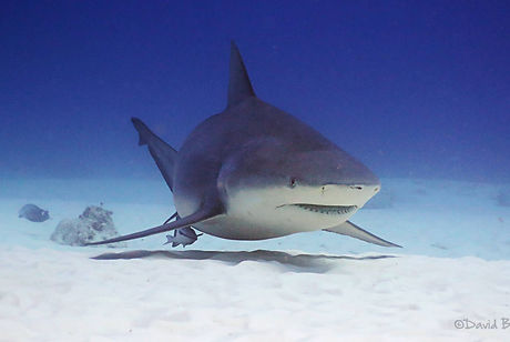 Bullshark David Barake1.jpg