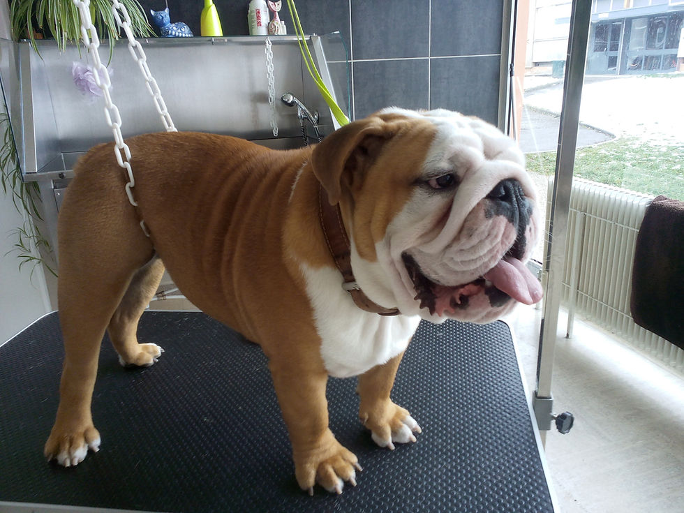 JACKSON Bouledogue Anglais (2)