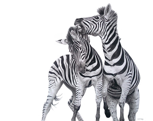 Pencil Drawing of Zebras