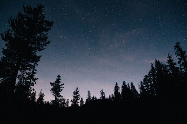 bosque-cielo-estrellado-noche_181624-25888