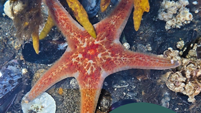 A photo of a leather star in our touch tank