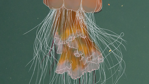 Species Highlight: Dockside Biodiversity