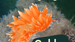 Species Highlight: Golden Dirona