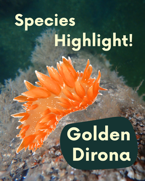 Species Highlight: Golden Dirona
