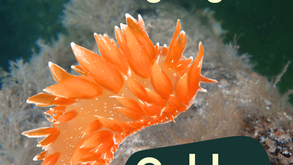 Species Highlight: Golden Dirona
