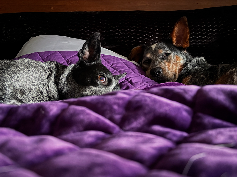 Two blue heeler dogs Rooster and Brooklyn resting calmly on a purple blanket