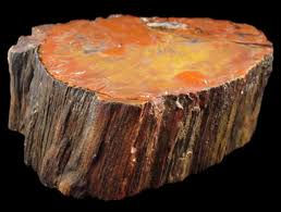 "Hopi" Arizona Petrified Wood Grounding Stones