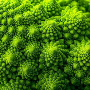 Au cœur de la forêt