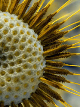 Macrocosme et microcosme.