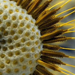 Macrocosme et microcosme.