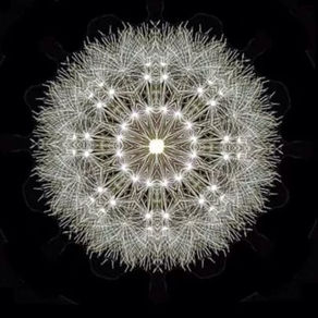 La géométrie du pissenlit