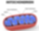 Mitochondrion diagram