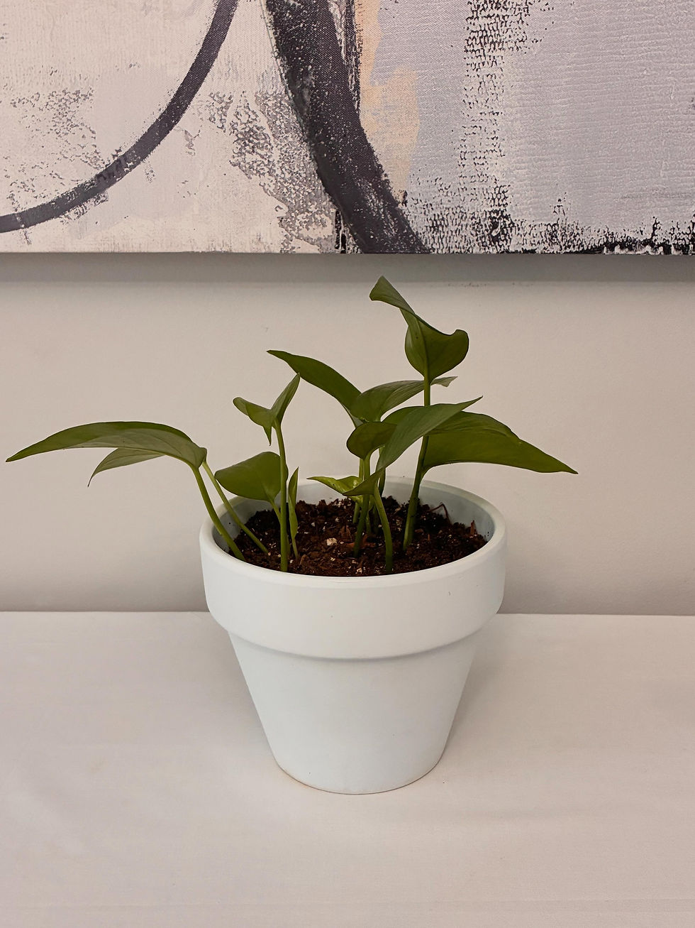Thumbnail: Golden Pothos