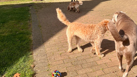 Good Dog Daycare guests, week commencing 10th June 2024