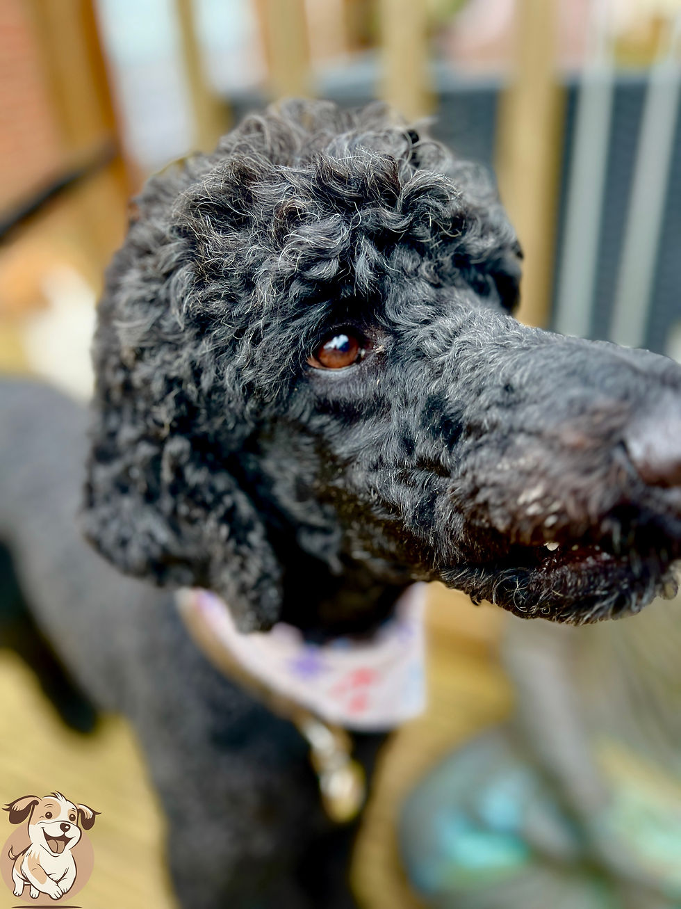 Good Dog Daycare guests, week commencing 8th July 2024