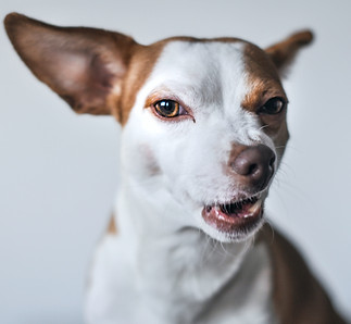 snarling dog calm good dog behaviour training daycare