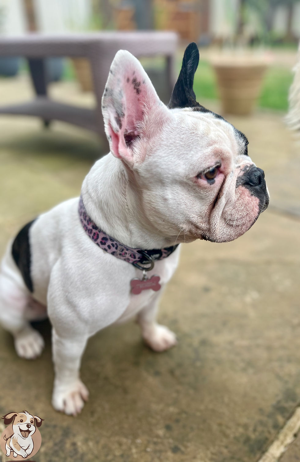 Good Dog Daycare guests, week commencing 24th June 2024