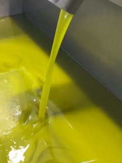 Extra virgin olive, just pressed at an olive mill in Avola, Sicily