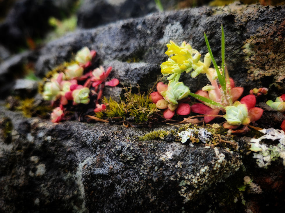 Wild succulents and lichen