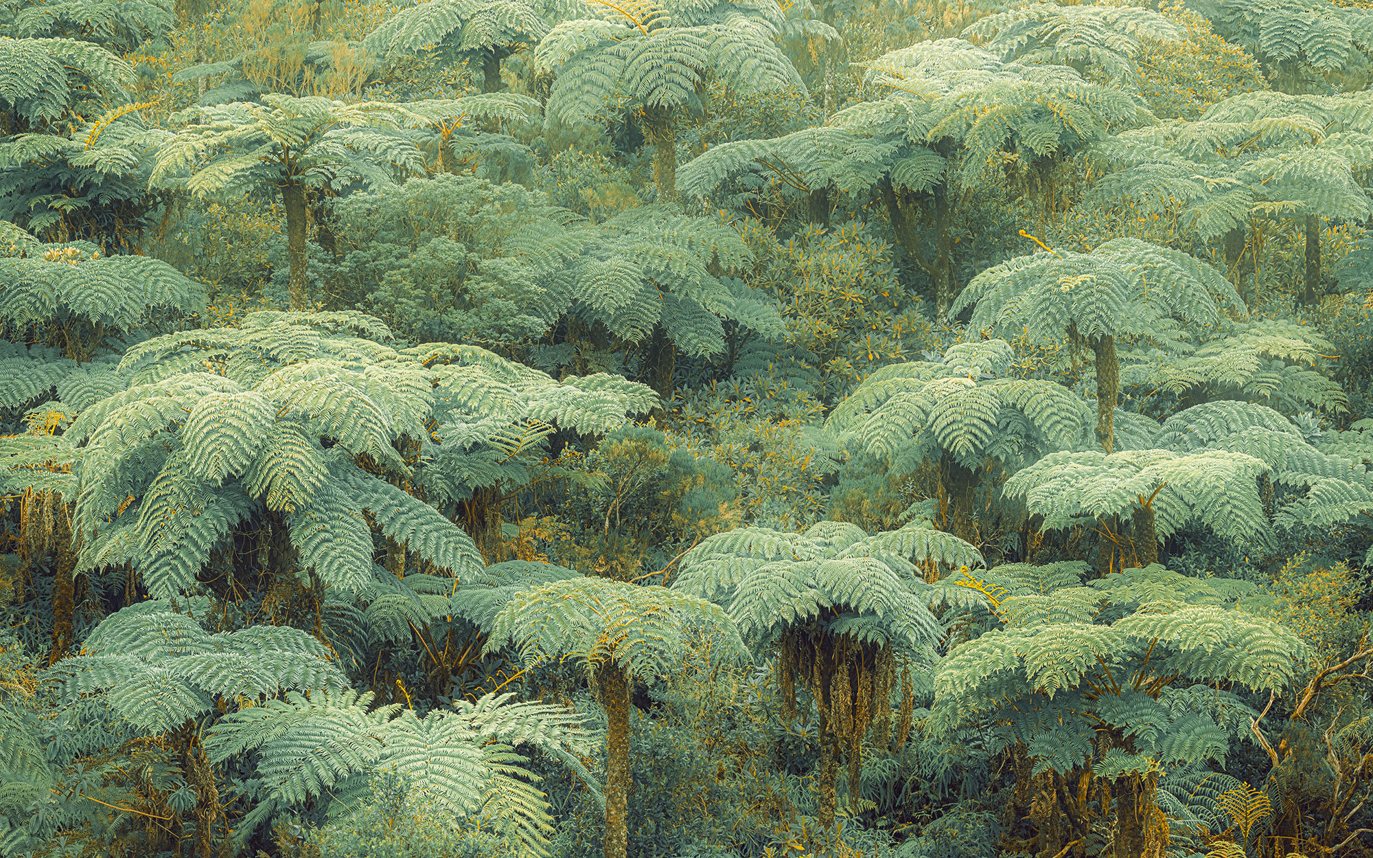 Pure 2: Jungle Lands PSH106-VD4