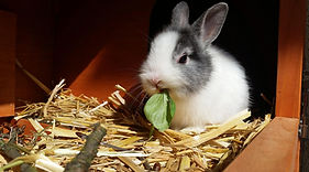 rabbits-2940275_1280.jpg