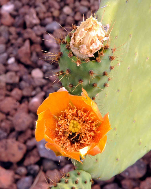 Cactus comestibles