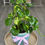 Thumbnail: Aqua Ivy