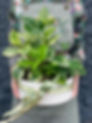 Flowers and Gifts delivered within Geelong.jpg